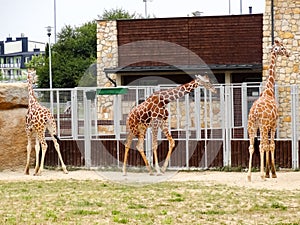 Three giraffes in the zoo