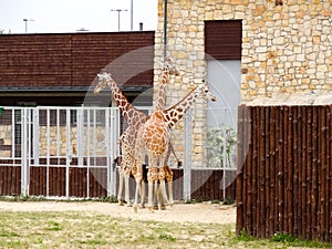 Three giraffes in the zoo