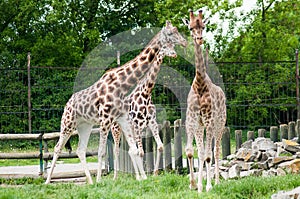 Three giraffes