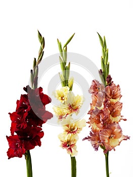 Three gladiolus