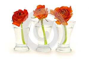 Three glass vases with orange flowers