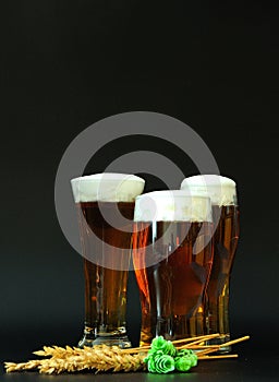 Three glasses of different shapes with light beer and foam, on a black background, near ears of barley and hop fruits