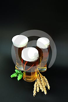 Three glasses of light beer with high foam, ears of barley and hops on a black background