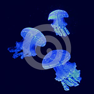 Three Glowing Jellyfish