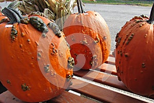 Three Gnarly Pumpkins for Sale