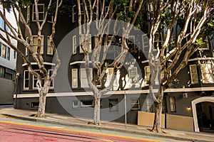 Three Gnarly Trees Grow On Hilly Sidewalk in San Francisco