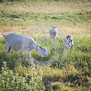 Three goats chewing a grass on a farmyard