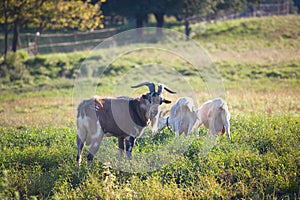 Three goats chewing a grass on a farmyard/grass field