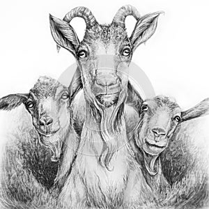 Three goats graphite drawing photo