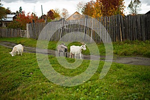 Three goats. Portrait of a goat on a farm in the village. Rural goats walk on the green grass