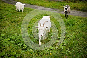 Three goats. Portrait of a goat on a farm in the village. Rural goats walk on the green grass