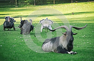 Three Gobbler Turkeys photo