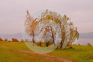 Three golden autumn birches in the wind