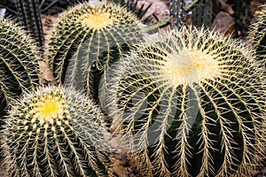 Three golden barrel cactus in a glass house