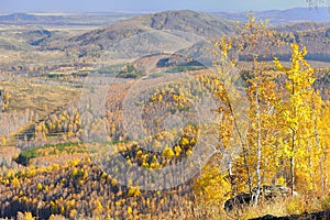 Three golden birchs on edge of the mountaintop