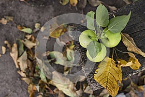 Three golden green apples of Beliy Naliv variety on brown wet natural old wooden table surface