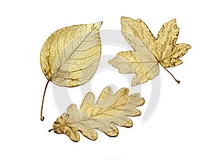 Three golden leaves