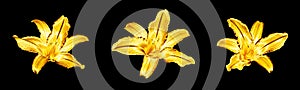 Three golden lily flowers set black background isolated closeup, beautiful gold metal lilies flower collection, floral pattern