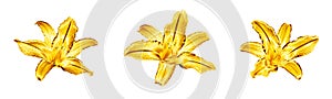 Three golden lily flowers set white background isolated closeup, beautiful gold metal lilies flower collection, floral pattern