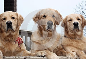 Three Golden Retriever dogs