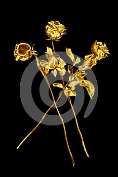 Three golden rose flowers on black background isolated closeup, two long stem gold roses, shiny yellow metal flower bouquet, decor