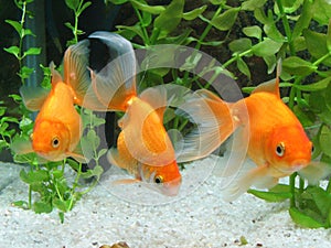 Three Goldfish in Aquarium