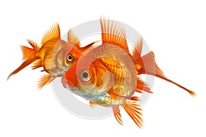 Three goldfish isolated on white