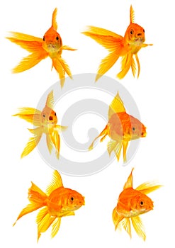 Three goldfishes