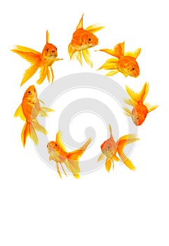 Three goldfishes