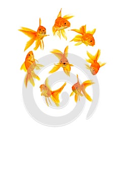 Three goldfishes