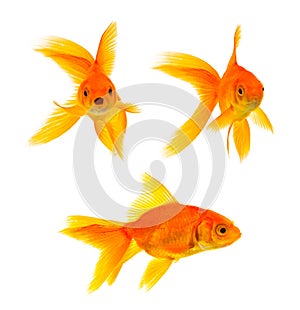 Three goldfishes