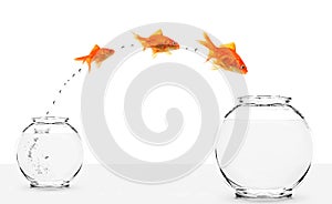 Three goldfishes jumping from small to bigger bowl