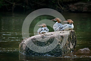 Three goosander