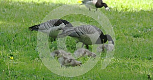 Three goose and four goslings 4K FS700 Odyssey 7Q