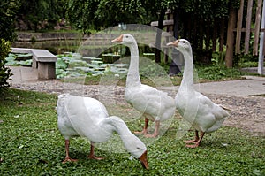 three white gooses in the garden