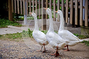 three White gooses in the garden
