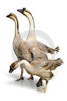 Three Gooses on White Background