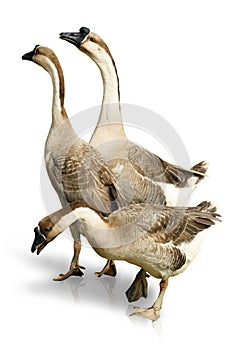 Three Gooses on White Background photo