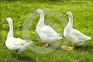 Three gooses
