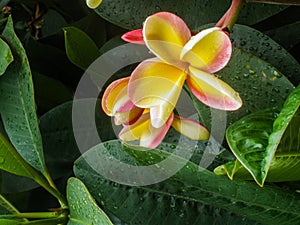 Three gorgeous frangipani flowers.