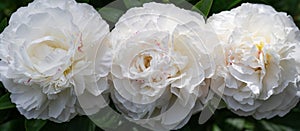 Three gorgeous white peonies in the garden closeup, floral banner