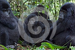 Three gorillas