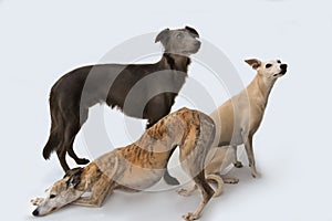 Three gracefully whippets posing for a photo