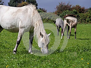 Three gracious white horses grazing green grass