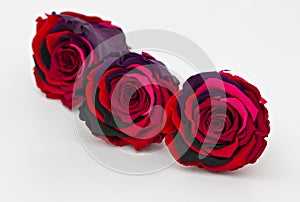 Three gradient red rose preserved isolated photo