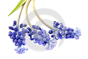 Three grape hyacinth, muscari flowers isolated on white background, top view. Blue muscari, hyacinth flowers isolated on