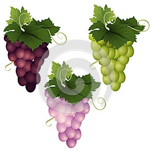 Three grape varieties on a white background