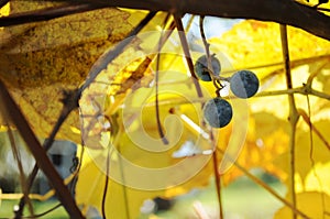 Three grapes hanging on a vine