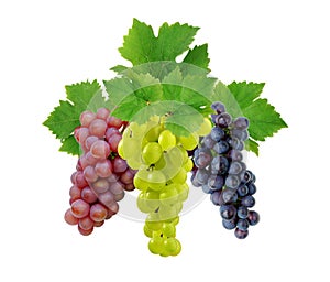 Three grapes with leaves