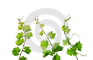 Three grapevine shoots img